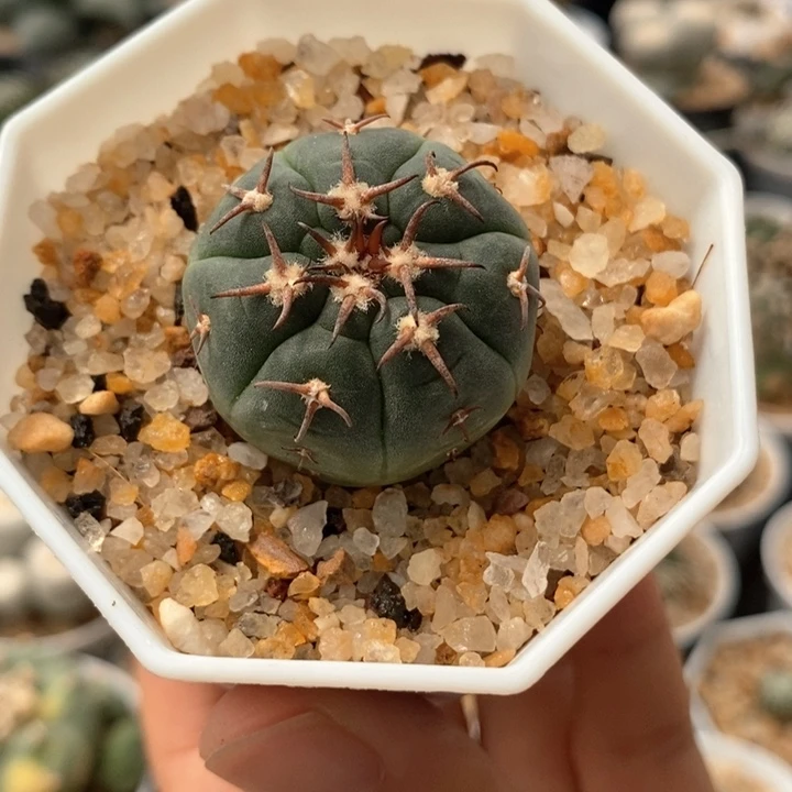 实生猫爪天平丸3.1cm398仙人球