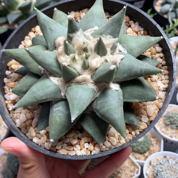 龙芽牡丹12.5cm萝卜根837