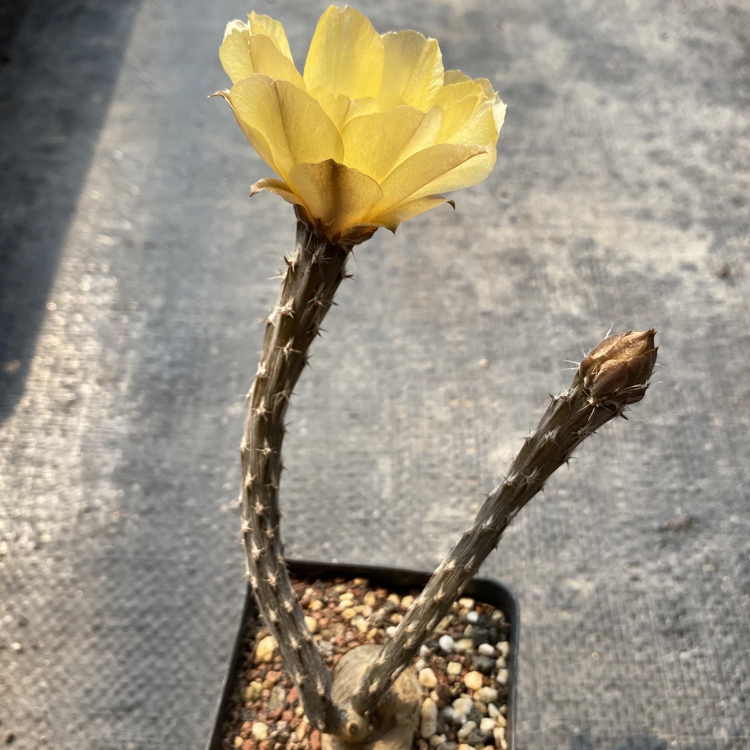 钰龙园艺仙人球多肉植物一物一拍3