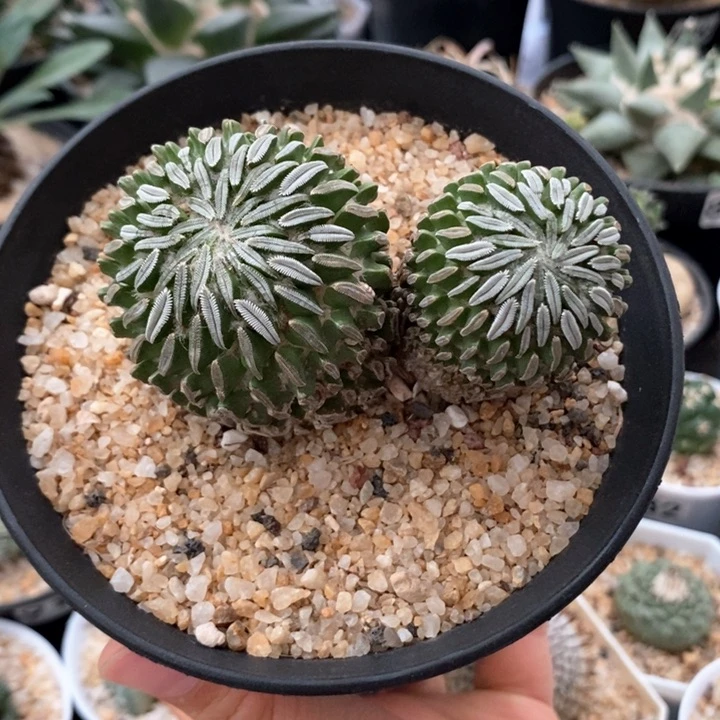 精巧丸双头自根8.1cm196