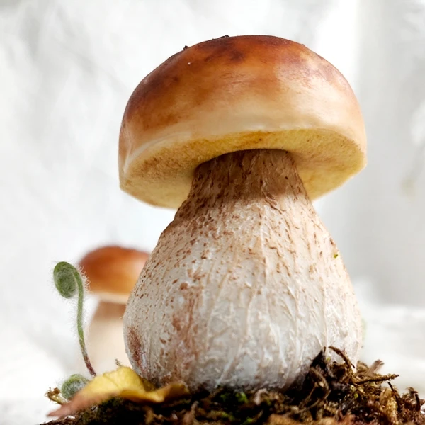 粘土牛肝菌小场景