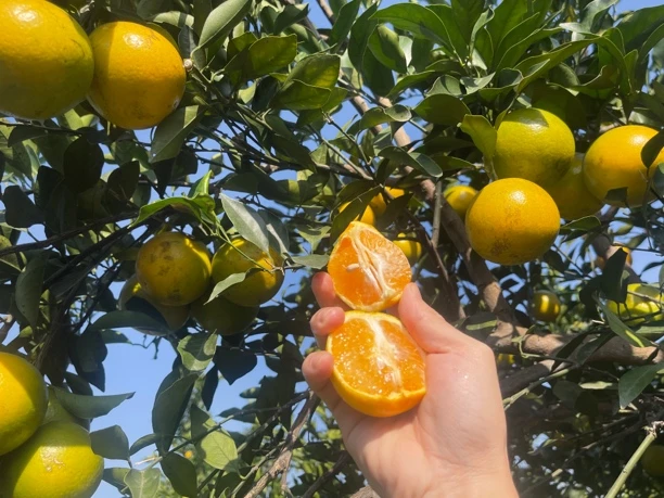 廉江红橙红江橙珍珠小果皮薄汁多化渣风味独特应季水果