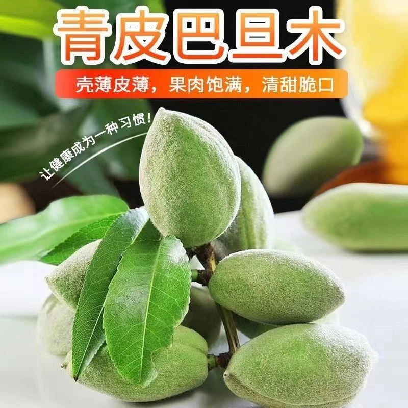 巴旦木鲜果青皮大杏仁脆香爽口应季果仁饱满食用农产品