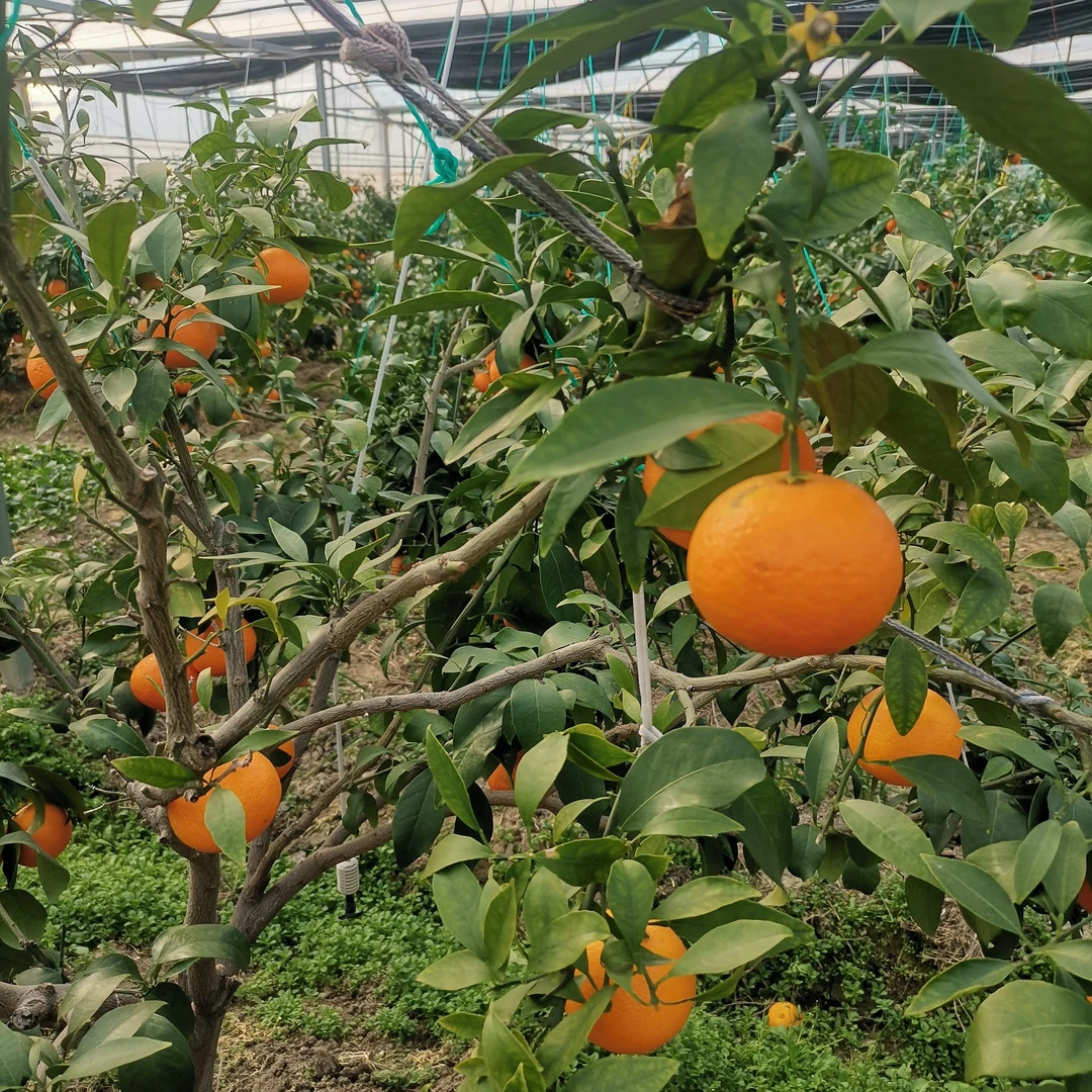 华亭红美人皮薄肉嫩水分足爆汁新鲜水果