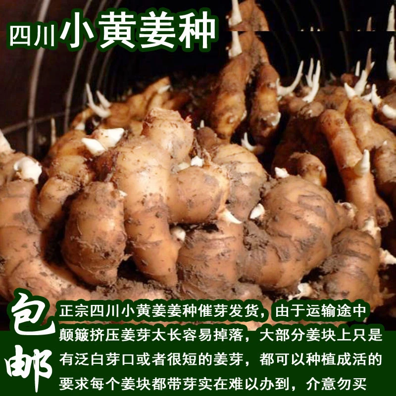 四川小黄姜种姜块带芽发货老姜种苗菜仔姜菜嫩姜种五指竹根姜包邮