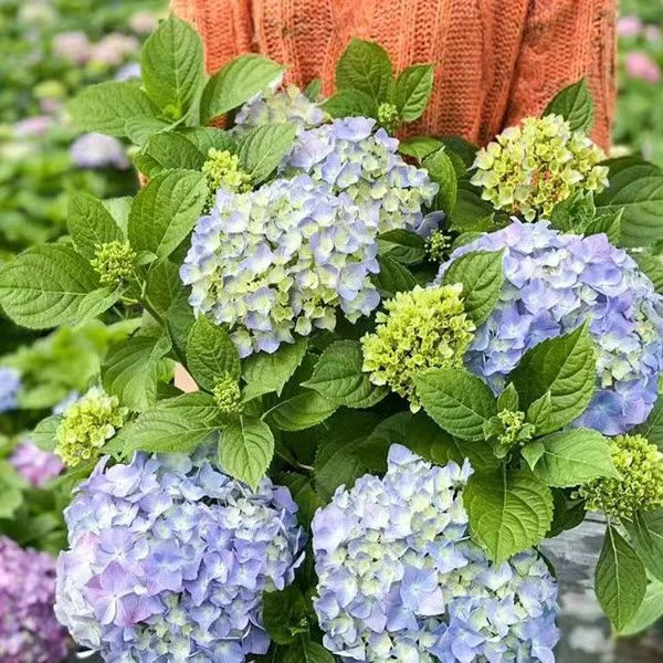 【三哥精选】5加仑易朵梦幻切花绣球 三色带花苞发货 盆栽地栽