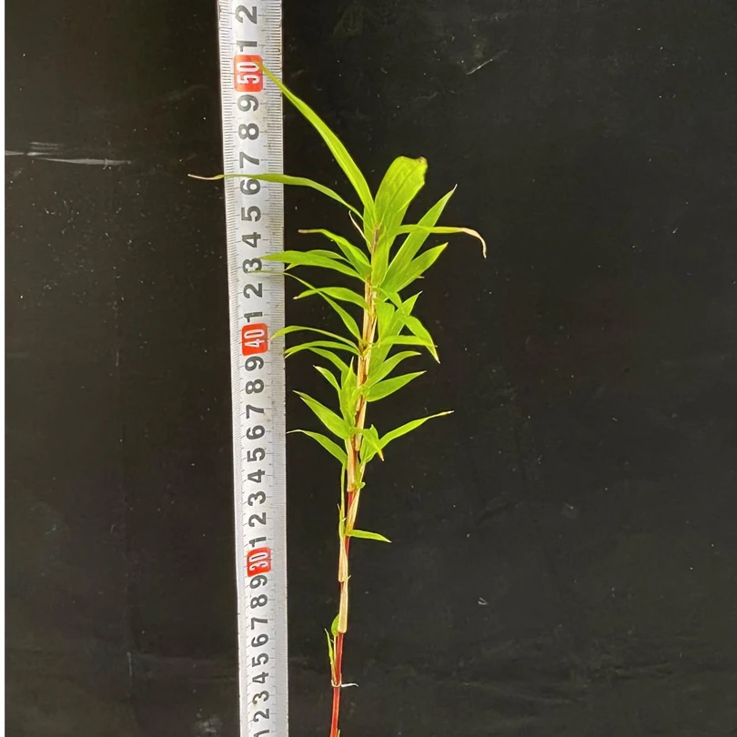 红寒竹竹中西施主杆颜色会变朱砂红庭院美观办公桌阳台客厅书房