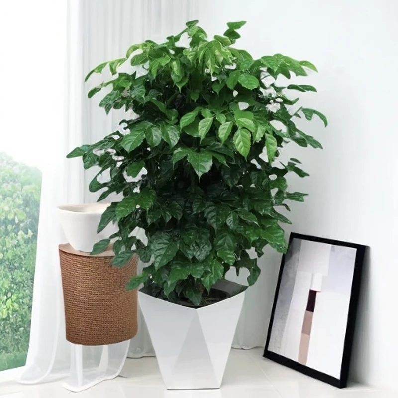 幸福树绿宝树家具北欧风大型盆栽室内客厅办公室好养绿植植物