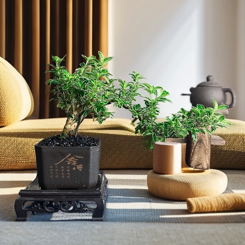 飘枝金边六月雪盆栽好养植物室内桌面内净化空气办公室绿植花卉