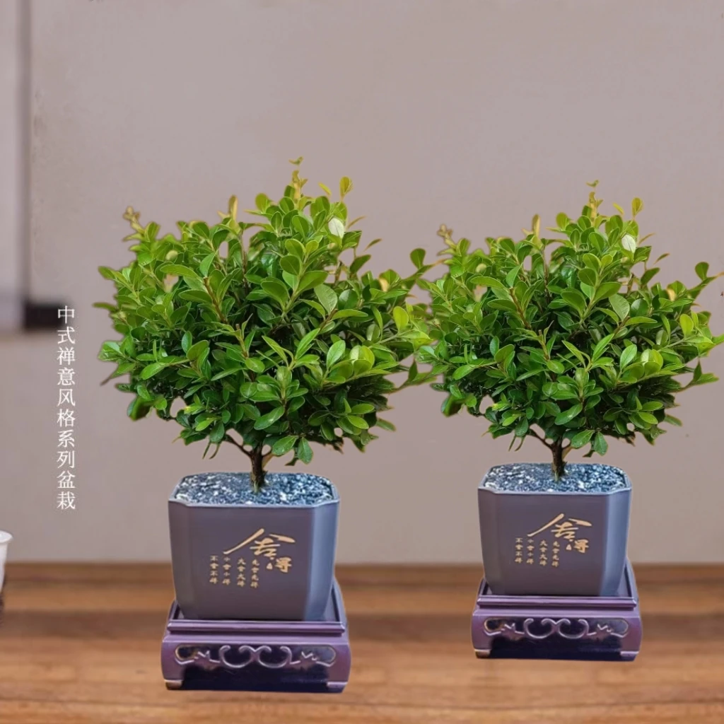 【买一送一】小叶赤楠盆栽绿植老桩盆景植物花卉室内办公室桌面好养