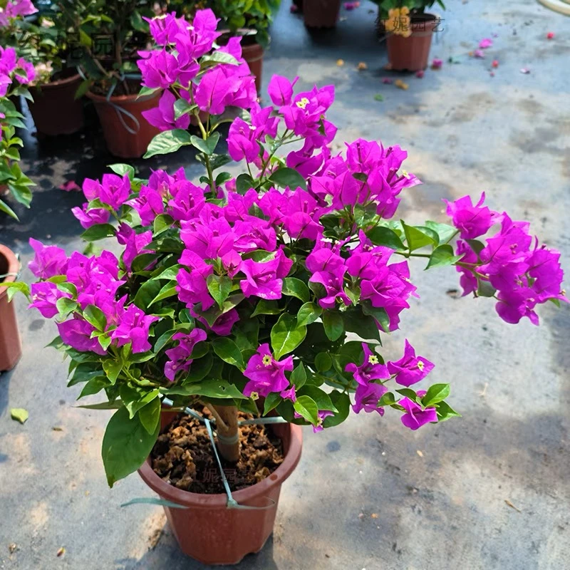 带花三角梅云南紫盆栽庭院花卉重瓣四季开花室内庭院阳台好养植物