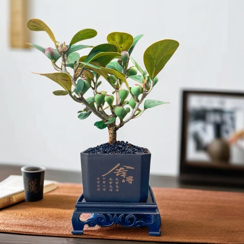 带果小盼菩提树盆栽室内花盆景办公室桌面观叶四季客厅好养活树