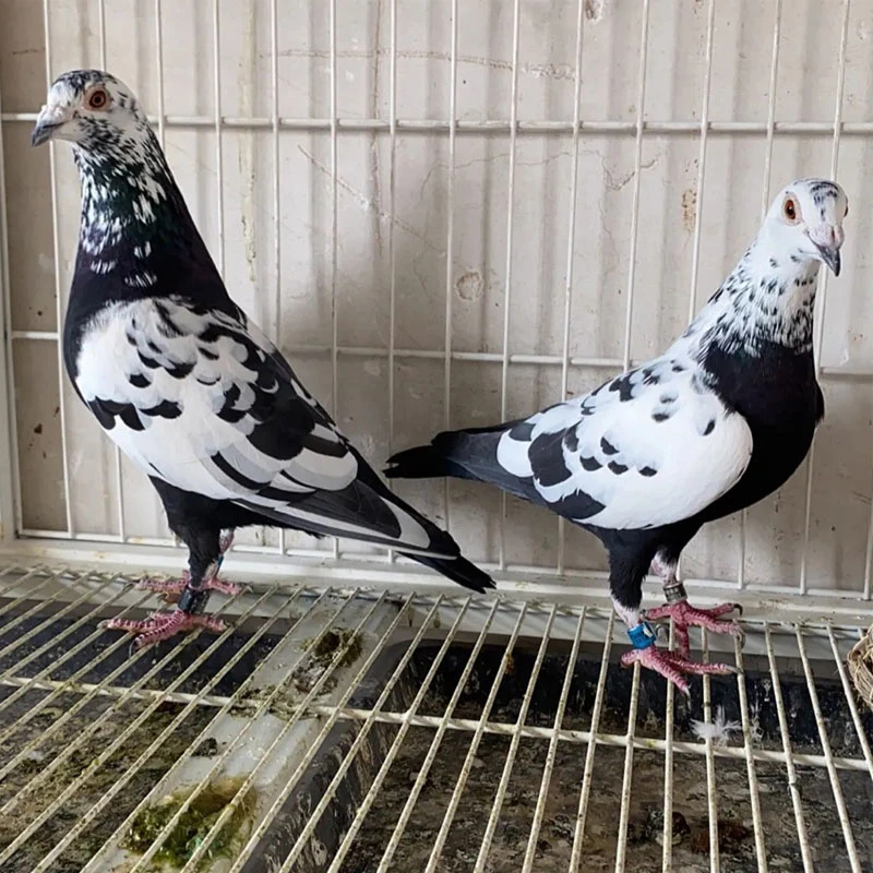赛鸽种鸽【直播间挑选】 生鲜 信鸽煲汤
