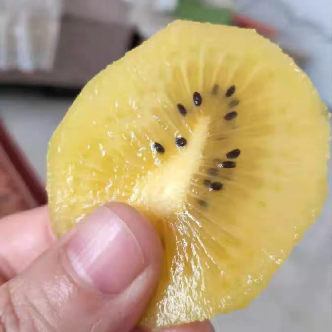 21 金果猕猴桃  满口甜香 12/18颗【只发郑州同城】