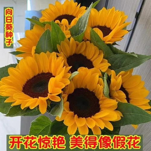 【新品上新】【当季种植】【苞出芽】观赏矮向日葵种子太阳花葵花