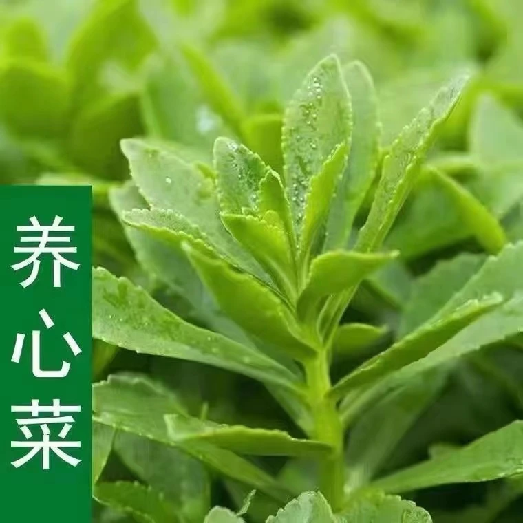 高钙养心菜种子阳台四季盆栽小院菜园地播种植农家蔬菜种子