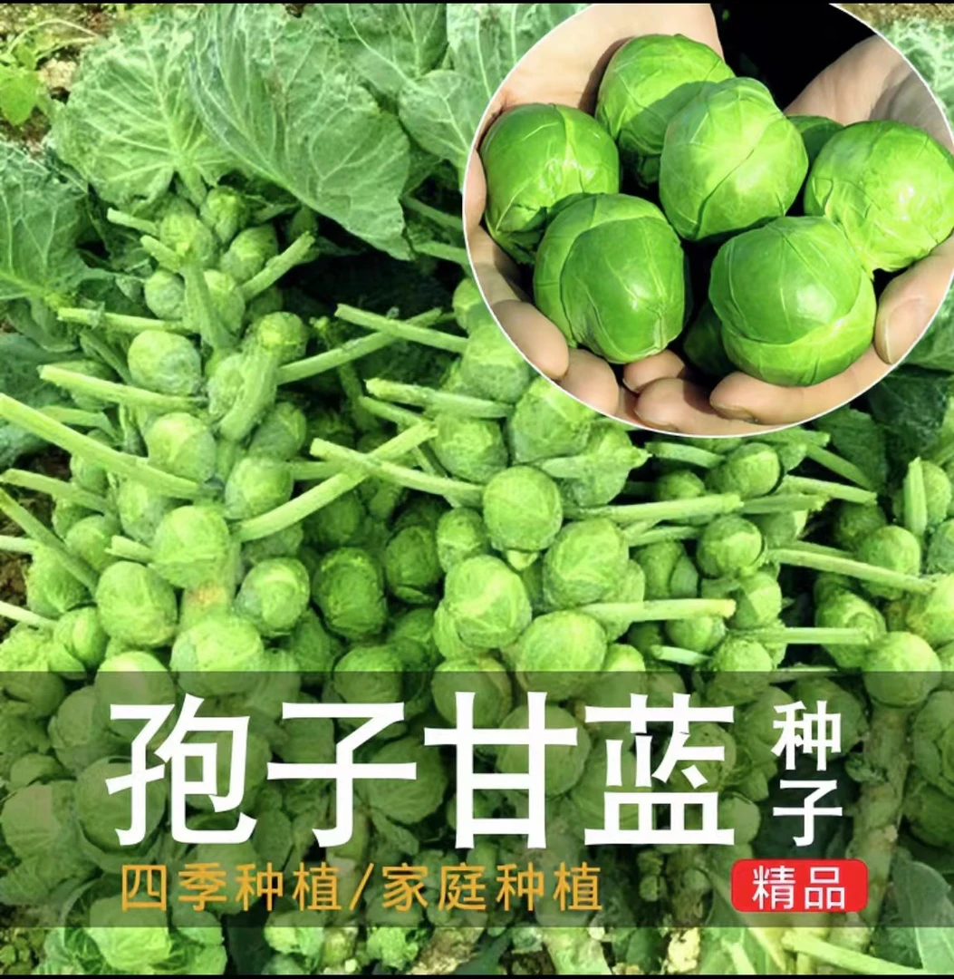 孢子甘蓝种子抱子甘蓝籽春秋季小型芽球包心菜阳台四季播蔬菜种孑