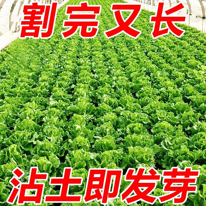 意大利生菜籽种子易种蔬菜生菜种籽四季生菜盆栽庭院蔬菜生菜种子