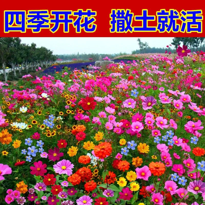 速生太阳花种子室外四季开花易活盆栽花卉半枝莲重瓣复家庭种植