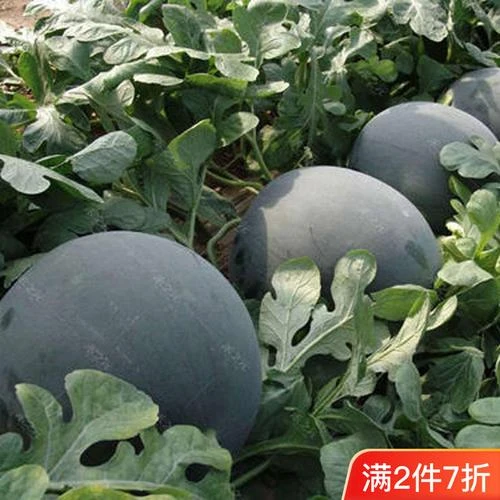 【开春大促】特大无籽西瓜超甜皮薄肉多早熟高产抗病黑皮无籽特大