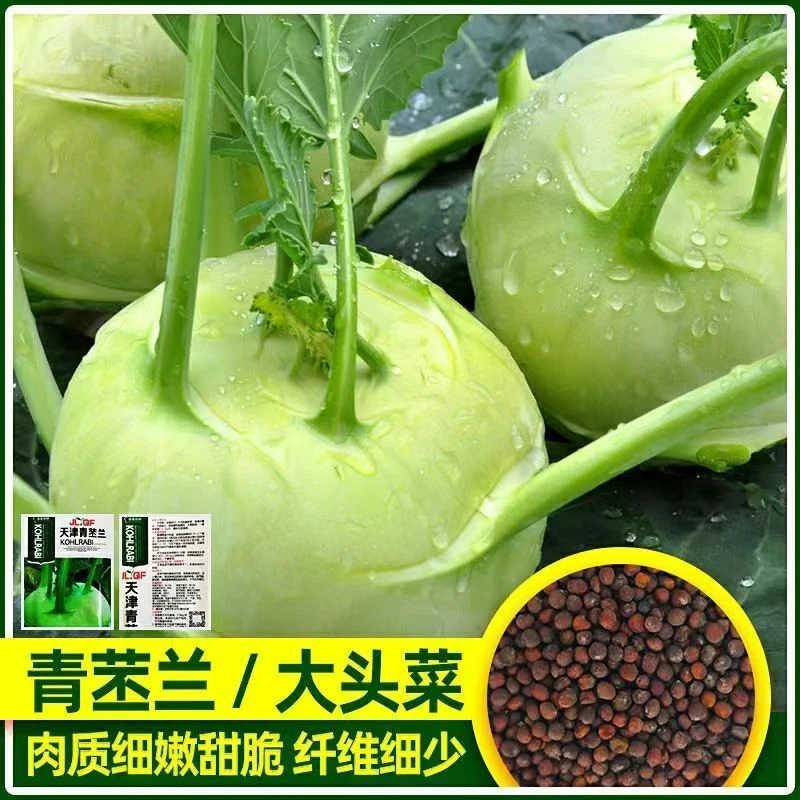 青苤兰天津苤蓝大头菜生吃脆甜水果芥兰四季秋冬耐寒甘蓝新鲜蔬菜