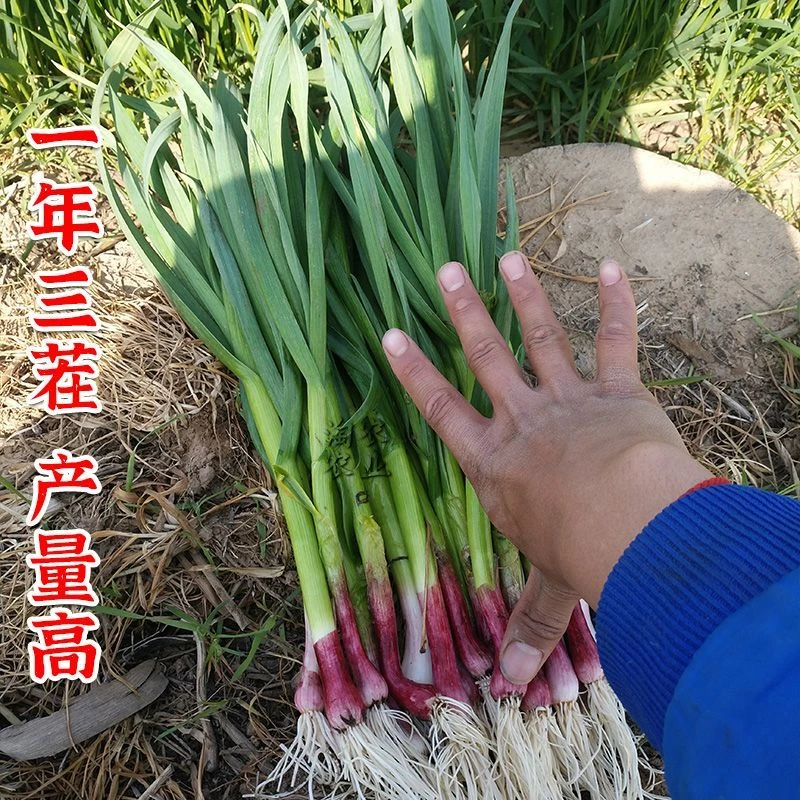 【四季】宽叶蒜苗大宽叶大蒜苗蒜根四季种植种子蒜苗大宽叶四季种子