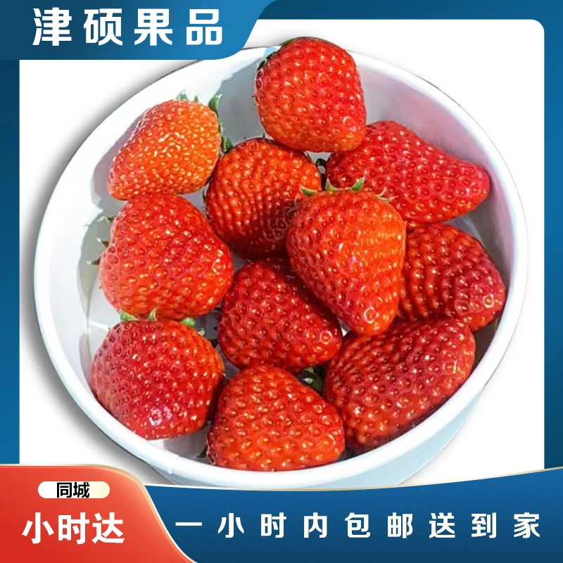 【秒杀】丹东99草莓 产地直发500g*一盒 鲜甜多汁 水分十足