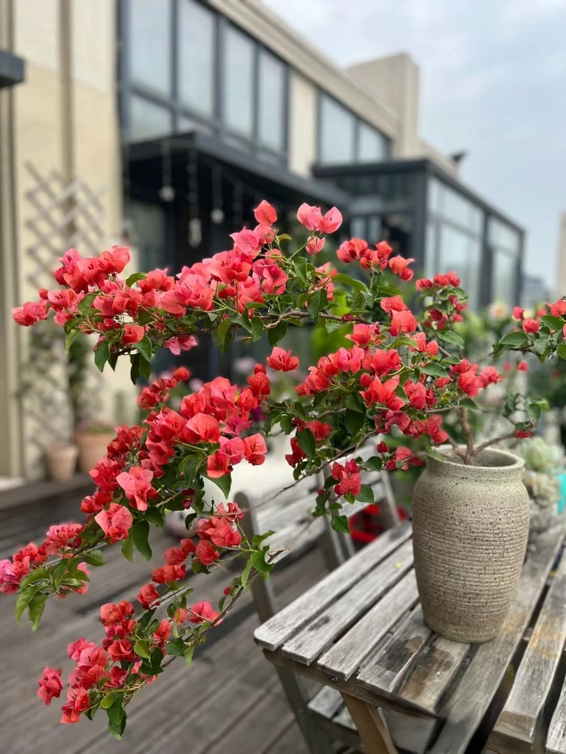 【不甜西瓜】三角梅花卉绿植盆栽基地发货