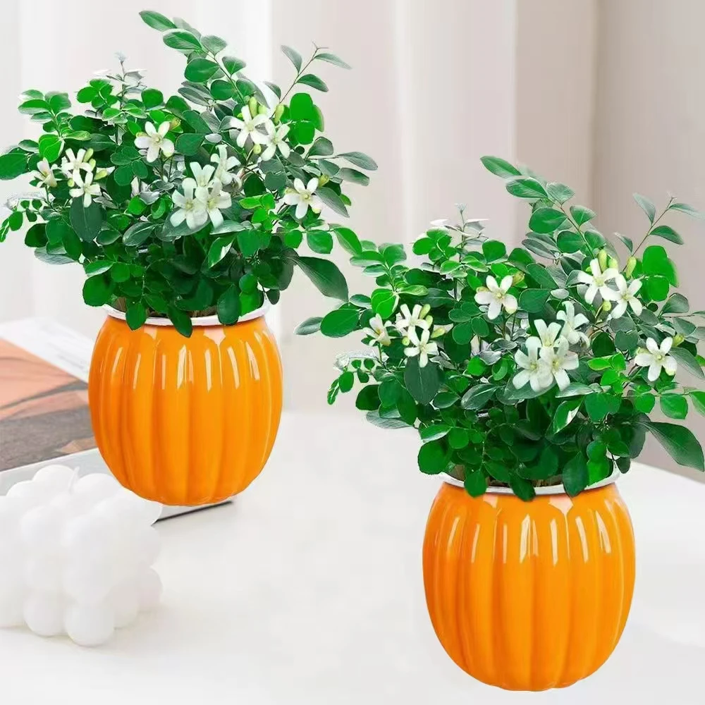 【买1送1】九里香驱蚊植物易活好养观叶花卉绿植办公室开花飘香