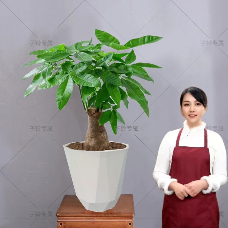 人见人爱发财树大象腿好养老桩绿植盆栽花草绿植客厅室内办公室