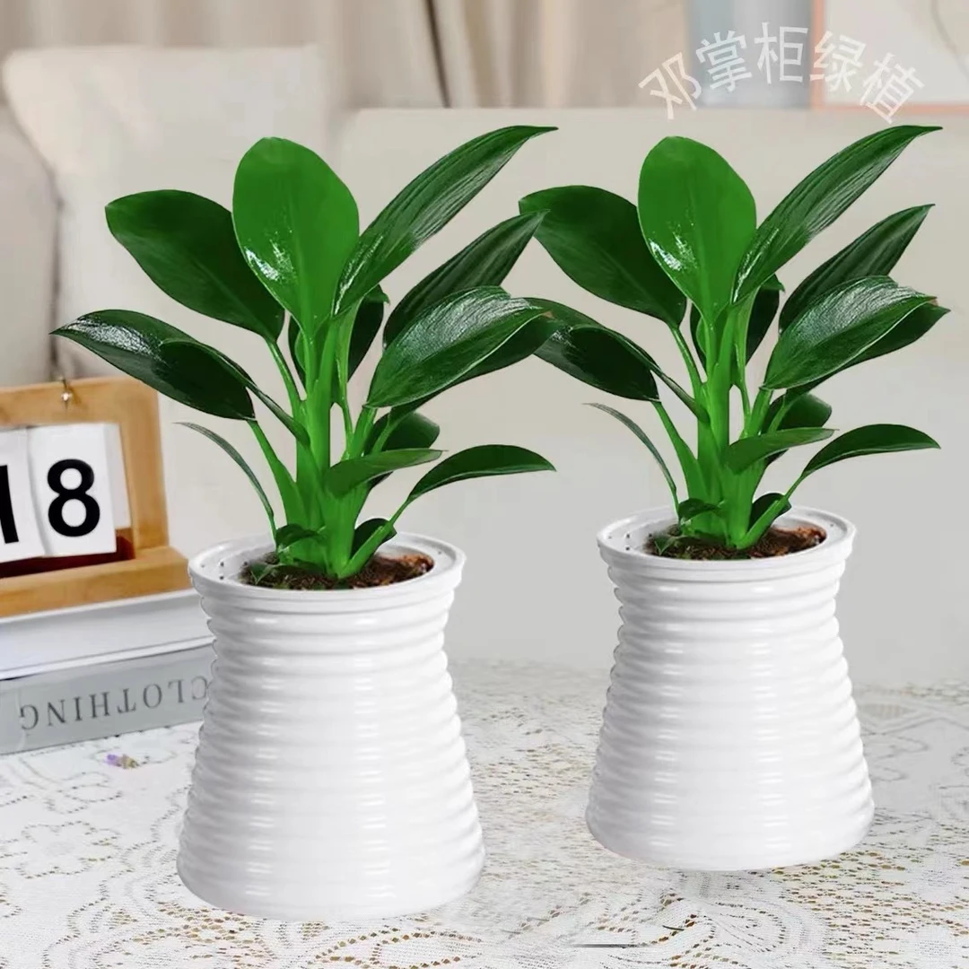 买一送一】大叶金钻绿公九里香主室内办公桌面夏天美观盆栽配盆