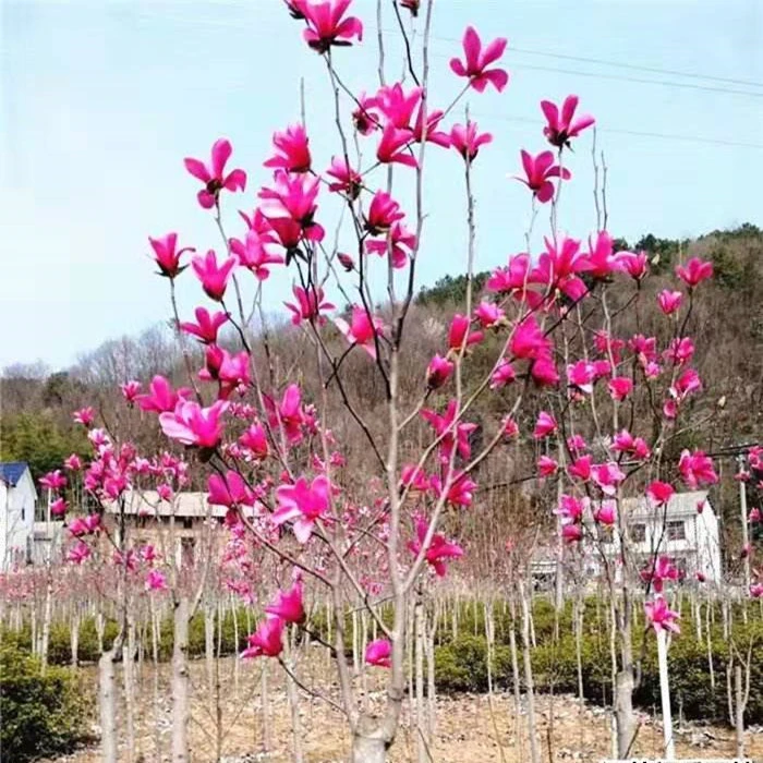 娇红玉兰带花苞紫玉兰花苗黄玉兰白玉兰树苗黄鸟玉兰工程绿化苗木