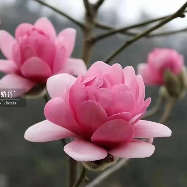 黄鸟玉兰紫玉兰树红白紫黄玉兰树苗盆栽白兰庭院阳台一物一拍链接