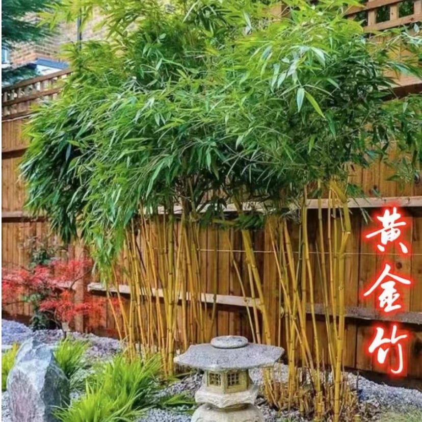 竹子苗庭院四季常青耐寒植物观赏大型竹子盆栽紫竹苗黄金竹罗汉竹