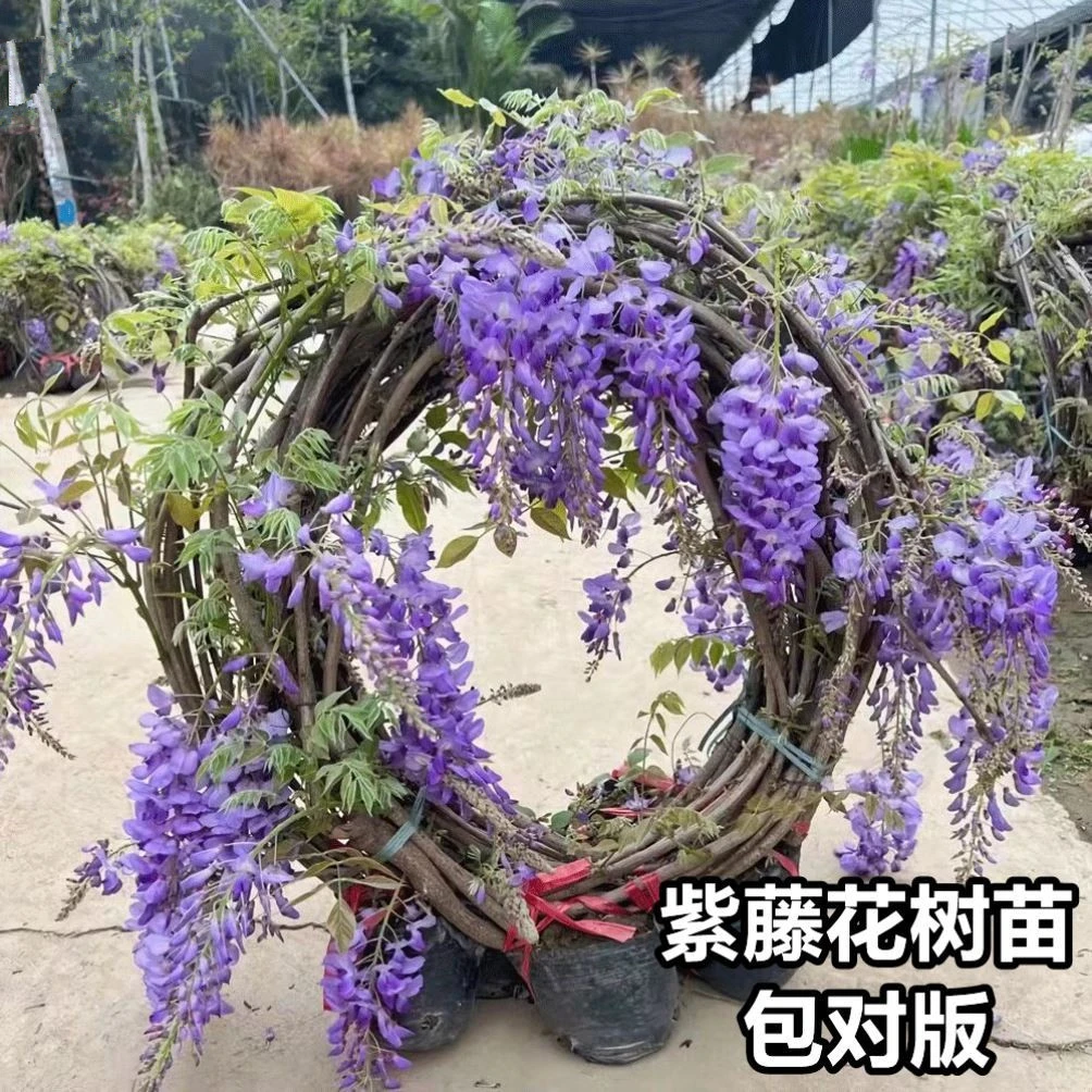 若煊紫藤花树苗带花苞爬墙植物四季观花