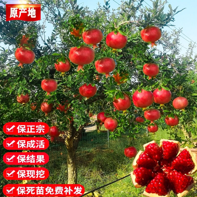 石榴树树苗突尼斯软籽庭院果树果苗盆栽正宗无籽特大甜石榴苗