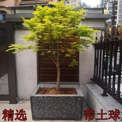 原生金陵黄金枫树实拍直播间