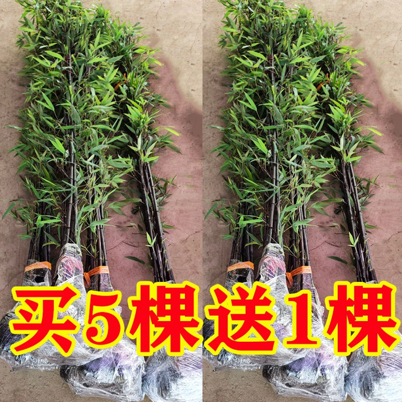 矮化紫竹苗庭院竹子四季常青室内盆栽绿植墨竹黑竹