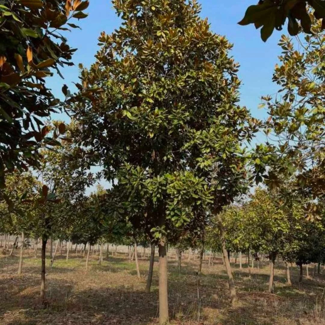 广玉兰树苗 白玉兰四季长青广玉兰庭院别墅种植玉兰树苗 南北种植