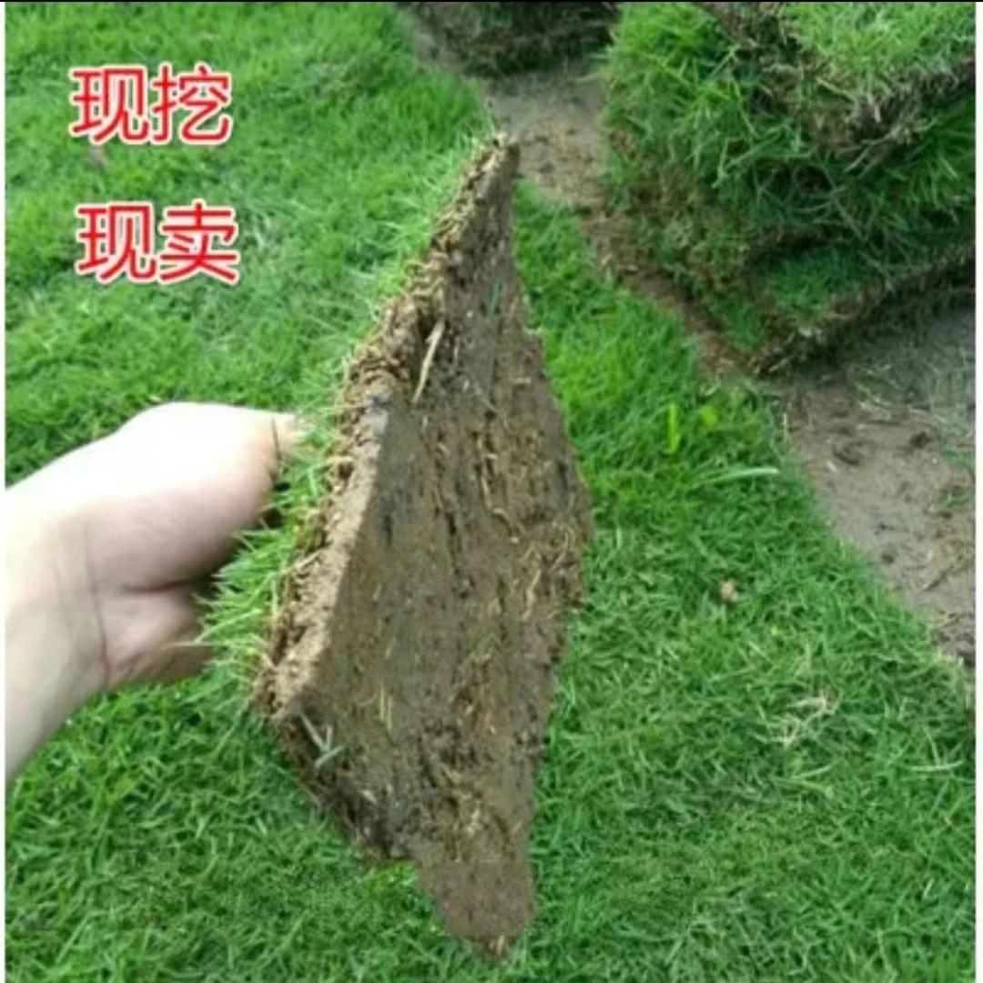 草皮真草坪带泥土剪股颖花园绿化庭院四季青草皮马尼拉果岭草带土