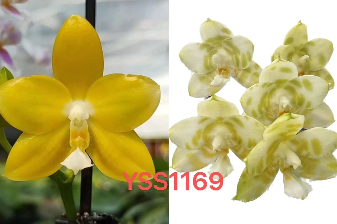 YSS1169 盈收琥珀交绿老虎 3寸 开花株或花剑 瑕疵