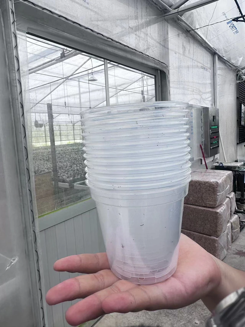 3寸杯 培育盆 10个一组 鲜花绿植