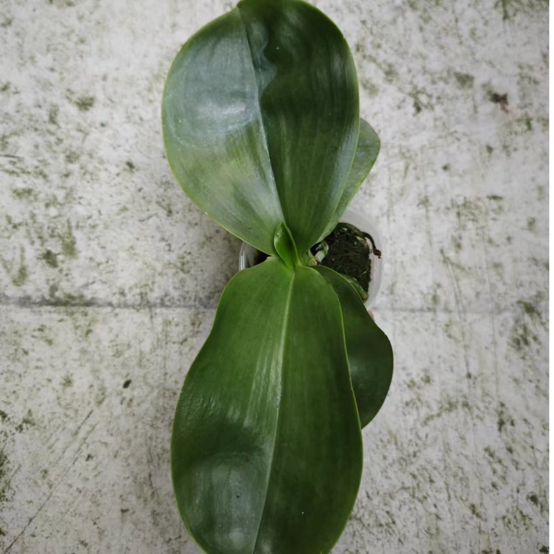 黄金斑马交绿苹果 2.5寸 无根 有瑕疵 （瑕疵苗）