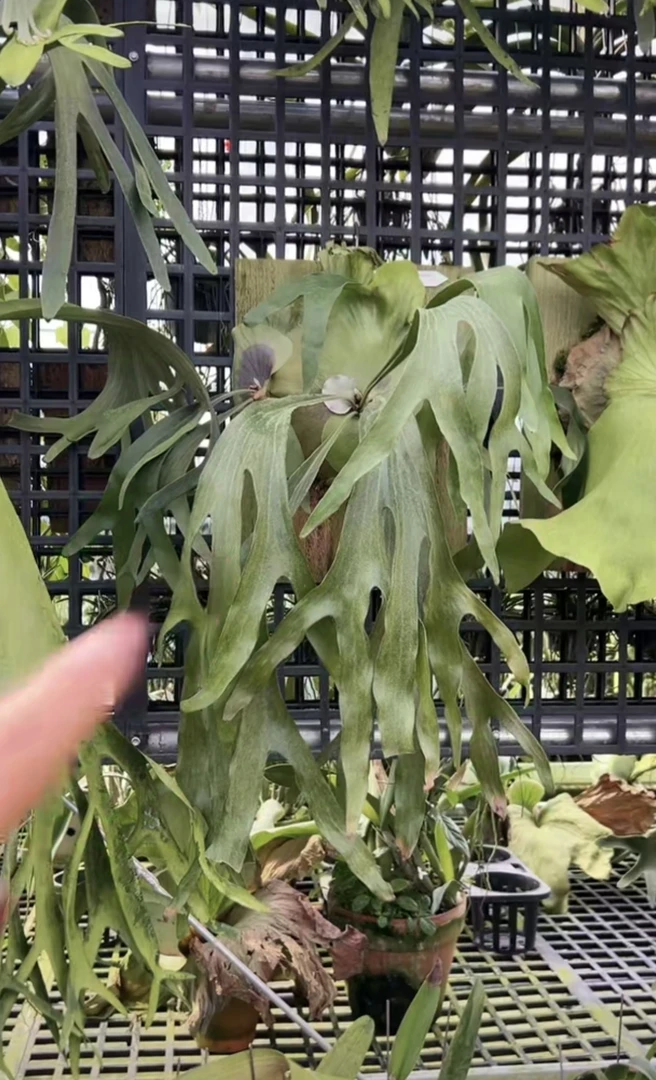 三叉戟 鹿鲜花绿植