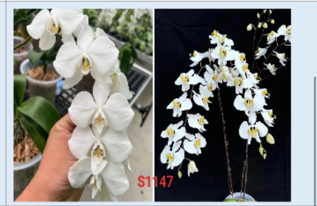 YSS1147巴拉望阿婆交苏拉威西阿嬷 3寸  开花株 微瑕