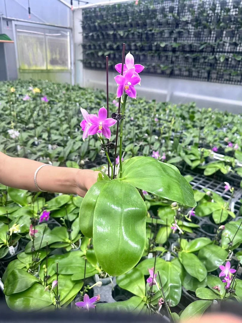 红色珍妮佛 3寸 鲜花绿植 花苞/开花 叶片有瑕疵