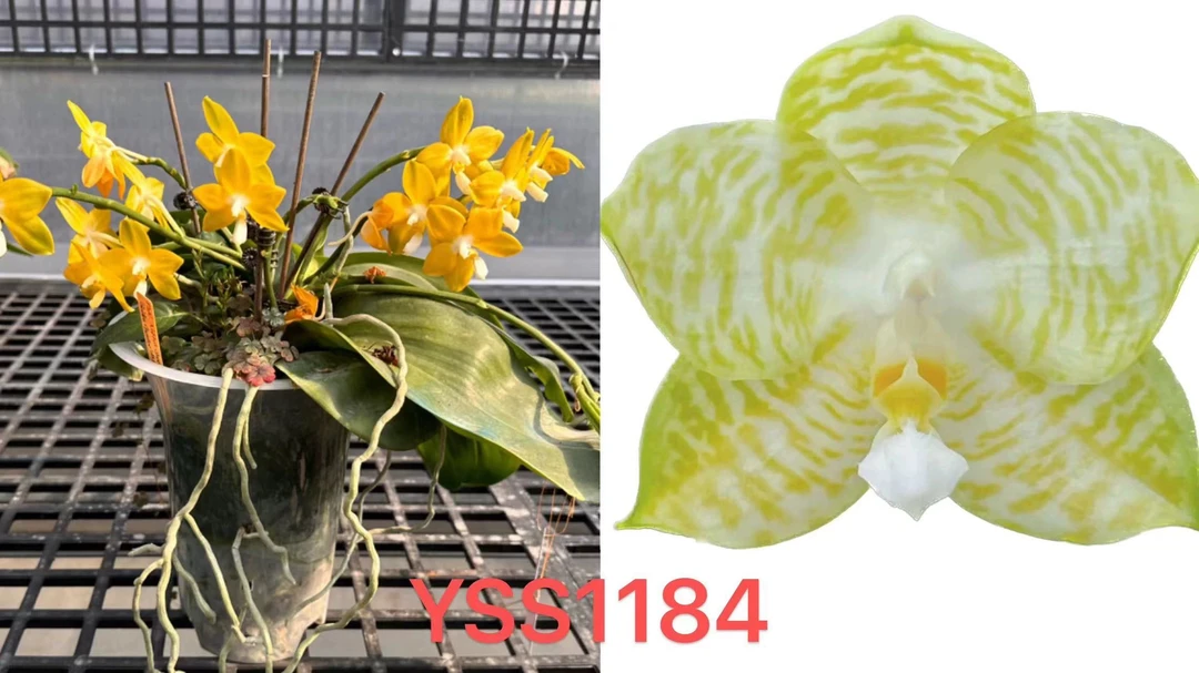 YSS1184金色国度交白老虎 没根 3寸苗株 鲜花绿植