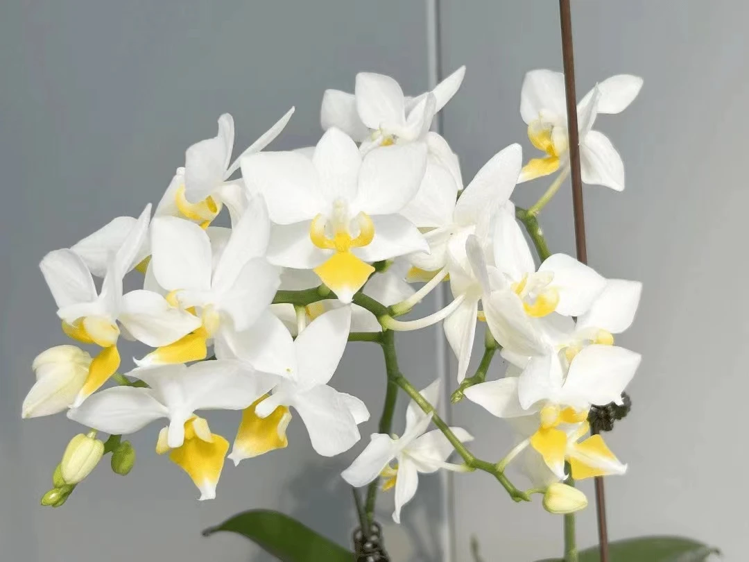 英特黄唇 2.5寸 苗株 瑕疵苗 鲜花绿植