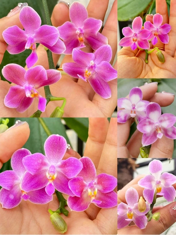 苏拉威西交印地狗 板植 鲜花绿植 蝴蝶兰