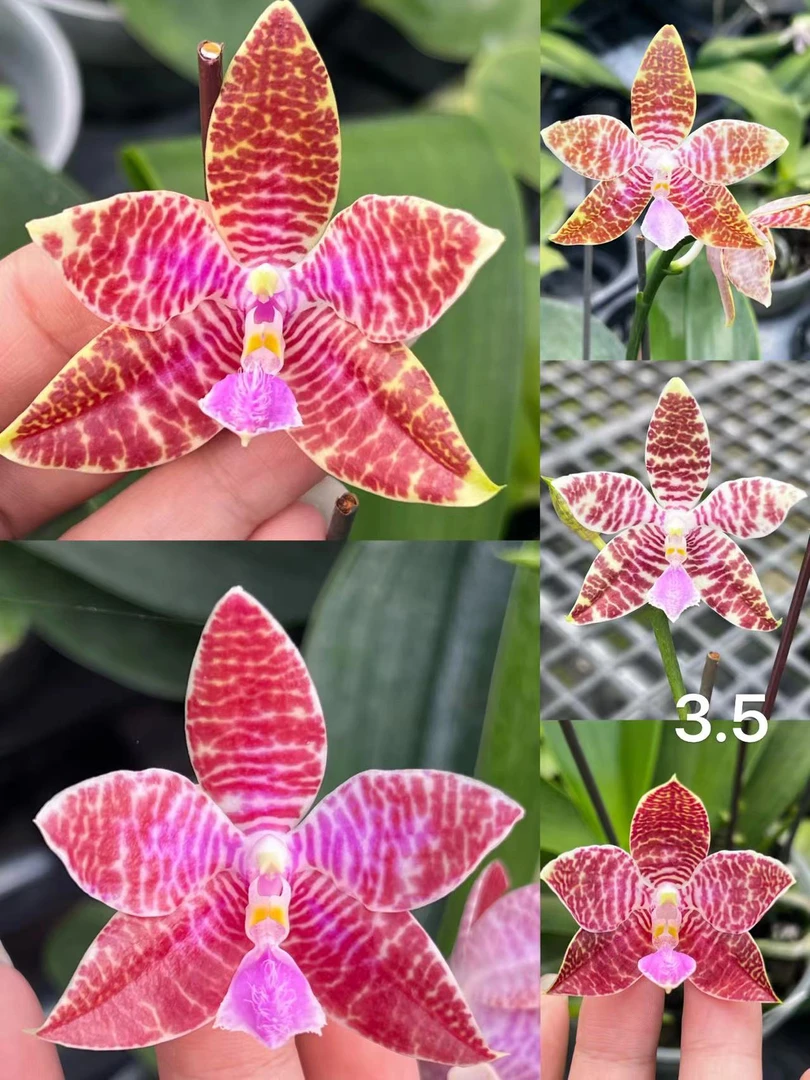 蝴蝶兰 新路德4.5寸 苗株 鲜花绿植